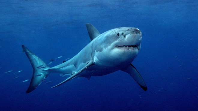 Nove podrobnosti o napadu morskega psa, ki je ubil 23-letnika (foto: Profimedia)