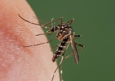 V Istri v boj proti tigrastim komarjem s presenetljivim načinom
