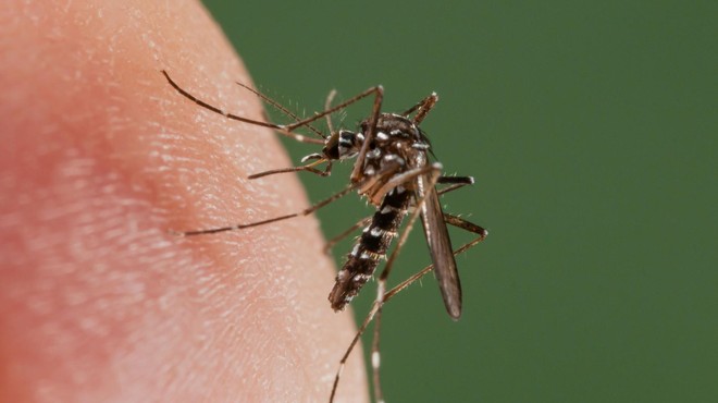 V Istri v boj proti tigrastim komarjem s presenetljivim načinom (foto: Profimedia)
