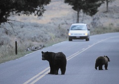 Prostoživeče živali so v času epidemije povsem spremenile svoje vedenje