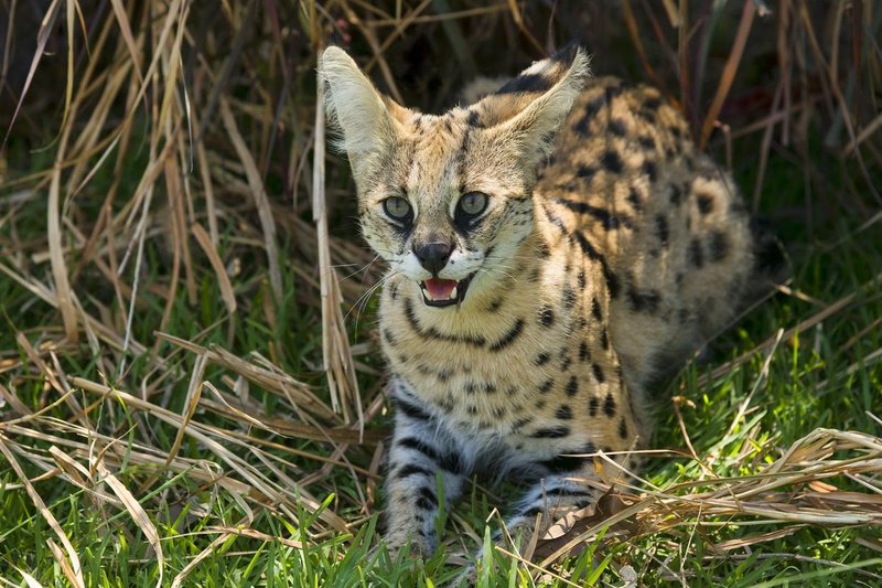 Serval ni navadna domača mačka, je plenilec, ki potrebuje posebno prehrano, stalno pozornost in veliko prostega prostora.