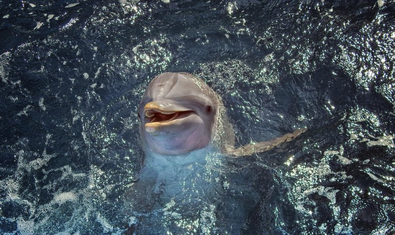 V Jadranskem morju se delfini razmnožujejo v toplih mesecih, večinoma od maja do septembra, mladiči pa ostanejo pri materi naslednjih 3-5 let.