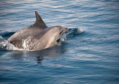 V Jadranskem morju opazili letošnje prve delfinje mladiče, imajo tudi imena, kje so jih uzrli? (FOTO)