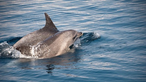 V Jadranskem morju opazili letošnje prve delfinje mladiče, imajo tudi imena, kje so jih uzrli? (FOTO)