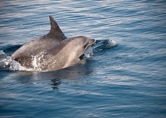 V Jadranskem morju opazili letošnje prve delfinje mladiče, imajo tudi imena, kje so jih uzrli? (FOTO)
