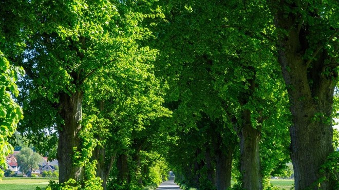 Pobeg pod drevesne krošnje: Ljubljana bo dobila najlepši drevored, imate svojega kandidata? (foto: Profimedia)