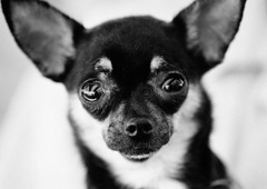 Kako preboleti bolečo izgubo? Veliko ljudi ne razume stiske, ki jo prinaša izguba hišnega ljubljenčka