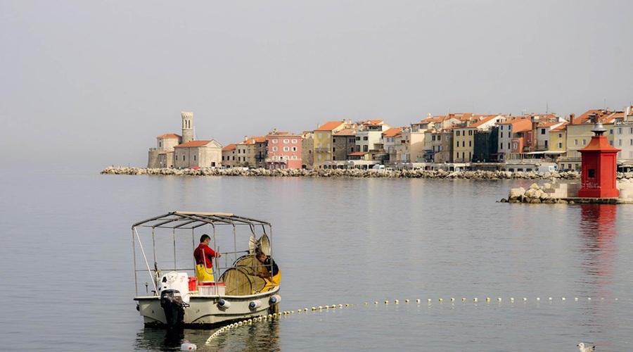 Kdor čaka, dočaka: Piran dobil center, ki je posvečen najbolj prikupni morski živali (foto: Siniša Rančov/Bobo)