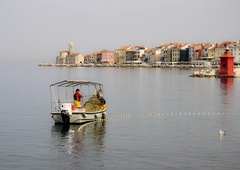 Kdor čaka, dočaka: Piran dobil center, ki je posvečen najbolj prikupni morski živali