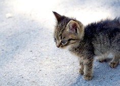 Nov dan, novo grozodejstvo: nemočna mačja mladička pred gotovo smrtjo rešili otroci