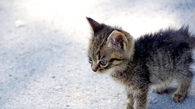 Nov dan, novo grozodejstvo: nemočna mačja mladička pred gotovo smrtjo rešili otroci (foto: Profimedia)