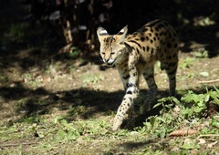 Afriško divjo mačko še vedno iščejo – je strah odveč?