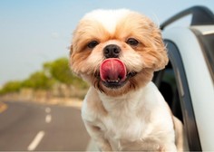S psom na dopust: 6 nasvetov za varno vožnjo v avtu