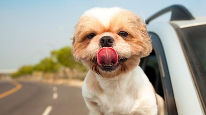 S psom na dopust: 6 nasvetov za varno vožnjo v avtu (foto: Profimedia)
