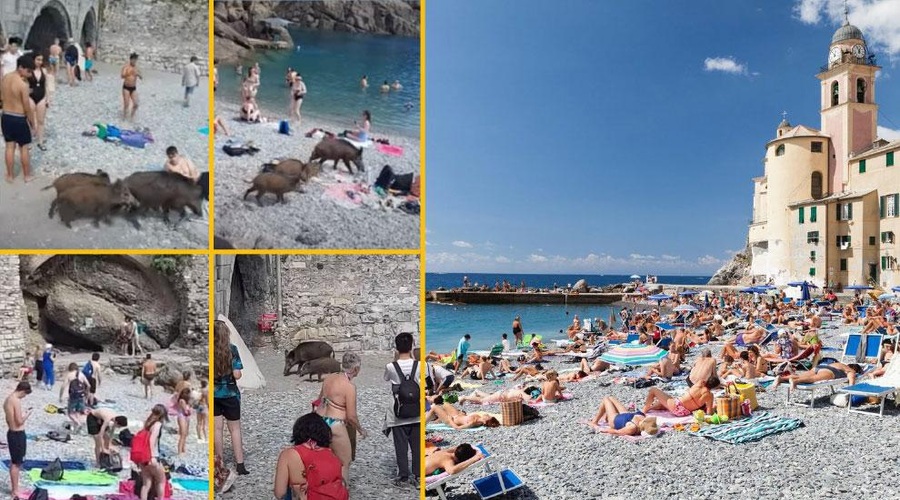 Divje svinje se brez zadržkov sprehajajo med kopalci na plaži (FOTO) (foto: Profimedia/Posnetek zaslona/fotomontaža)