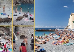 Divje svinje se brez zadržkov sprehajajo med kopalci na plaži (FOTO)