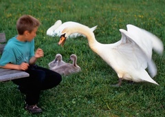 Bizarno, a resnično: na Slovaškem imajo težave z drogiranimi labodi (VIDEO)
