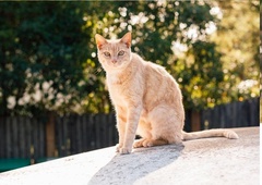 Maček se je skril v kar dva avtomobila in odšel na epsko popotovanje