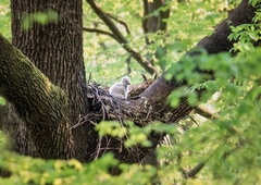Sporočili veselo novico: "Vsi mladički so uspešno poleteli" (FOTO)