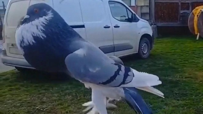 Grozljivo ali očarljivo? Poglejte, zakaj je gromozanski golob postal hit družbenih omrežij (VIDEO) (foto: Posnetek zaslona/TikTok)