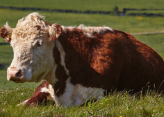 Bodo v evropski državi res pobili 200.000 krav, da bi dosegli svoje podnebne cilje?