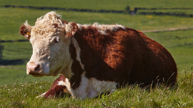 Bodo v evropski državi res pobili 200.000 krav, da bi dosegli svoje podnebne cilje? (foto: Profimedia)