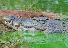 Največji krokodil na svetu praznoval 120. rojstni dan (njegova dolžina je neverjetna!)