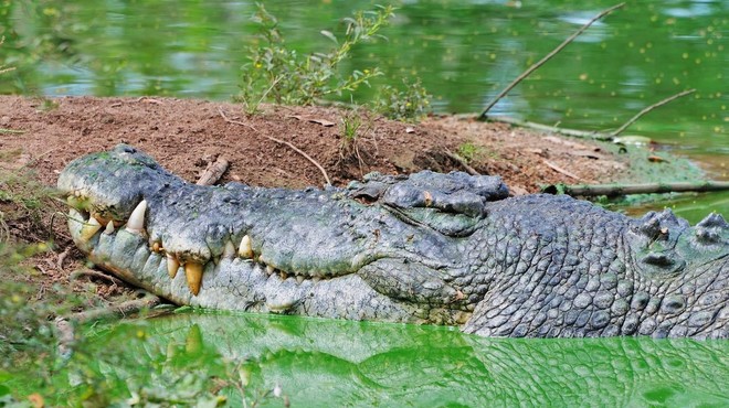 Največji krokodil na svetu praznoval 120. rojstni dan (njegova dolžina je neverjetna!) (foto: Profimedia)