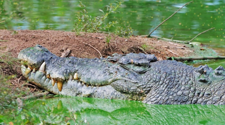 Največji krokodil na svetu praznoval 120. rojstni dan (njegova dolžina je neverjetna!) (foto: Profimedia)