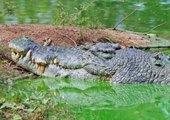 Največji krokodil na svetu praznoval 120. rojstni dan (njegova dolžina je neverjetna!)