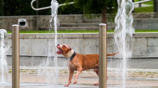Varnost živali v poletni vročini: poznate ključna pravila? (foto: Profimedia)