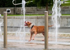 Varnost živali v poletni vročini: poznate ključna pravila?
