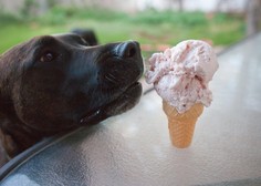Tudi psom prija sladoled: 3 povsem preprosti recepti!