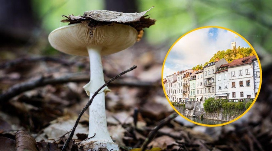 Sliši se neverjetno, a je resnično: nekoč bomo lahko bivali v hišah, zgrajenih iz gob (foto: Profimedia/fotomontaža)
