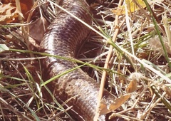 Priljubljeni Slovenec prepričan, da je na dopustu naletel na debelo, dolgo kačo, toda ... Sledilci odkrili presenetljivo resnico (FOTO)