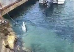 Preplah na Lošinju: iz vode z vrvjo vlekli morskega psa, znano je, zakaj (FOTO)