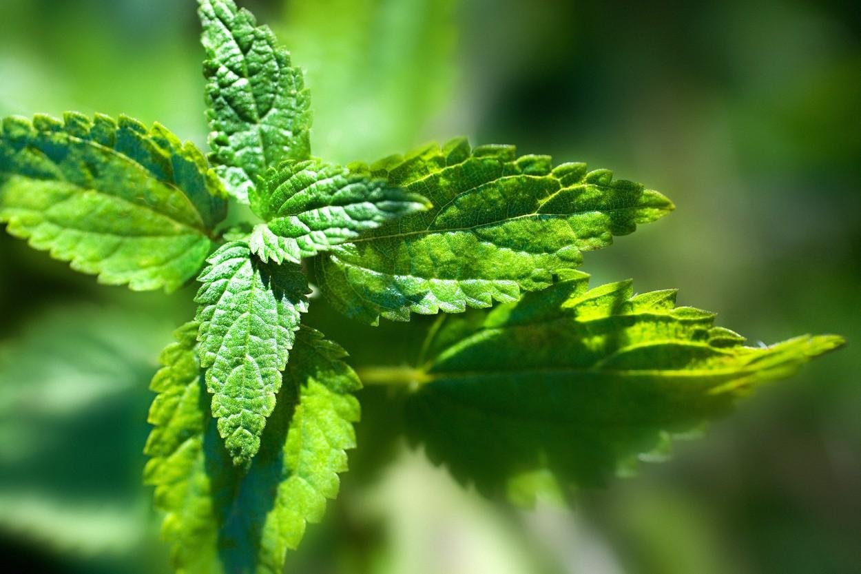 Koprive (in njene izjemne zdravilne lastnosti) v kuhinji s pridom