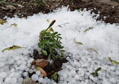 Najhuje je bilo na severovzhodu Slovenije: toča, podrta drevesa, poplavljene hiše ... (FOTO)