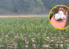 Toča na Gorenjskem popolnoma uničila poljščine: nevihta se že premika na drug del države (FOTO in VIDEO)