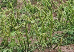 Tako hude toče prebivalci Gorenjske ne pomnijo: posledice neurja katastrofalne za kmete in vrtičkarje (FOTO)