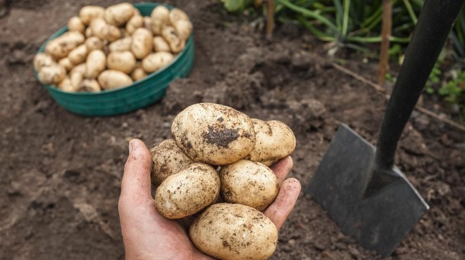 Slovenci, pazite na svoje pridelke: predrzni tatovi izkopali 150 kilogramov krompirja (foto: Profimedia)