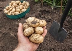 Slovenci, pazite na svoje pridelke: predrzni tatovi izkopali 150 kilogramov krompirja