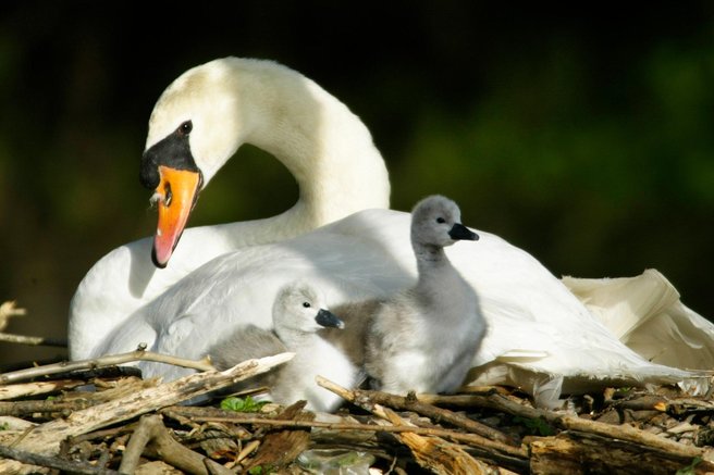 Človeška zloba ne pozna meja: neznanci nad labodje gnezdo