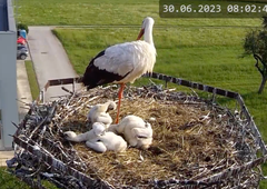 Veselje za otroke, ki so štorkljam postavili gnezdo: izvalili so se trije mladički (VIDEO)