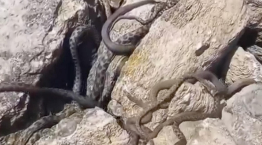 Neprijeten prizor na plaži blizu nas: množica kač se nastavlja soncu (VIDEO) (foto: Instagram/podgoricki.vremeplov)