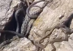 Neprijeten prizor na plaži blizu nas: množica kač se nastavlja soncu (VIDEO)