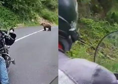Groza na poti, slovenska motorista iz oči v oči z medvedko: "Name gre!" (VIDEO)