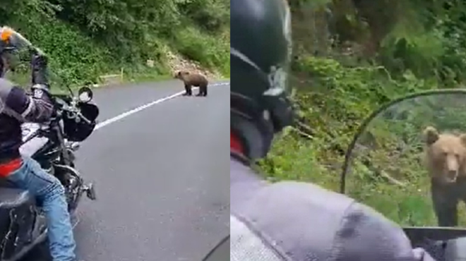 Groza na poti, slovenska motorista iz oči v oči z medvedko: "Name gre!" (VIDEO) (foto: Twitter/@krentip/posnetek zaslona/fotomontaža)