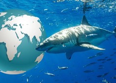 Previdno v vodo: lokacije, kjer so letos opazili nevarne morske pse