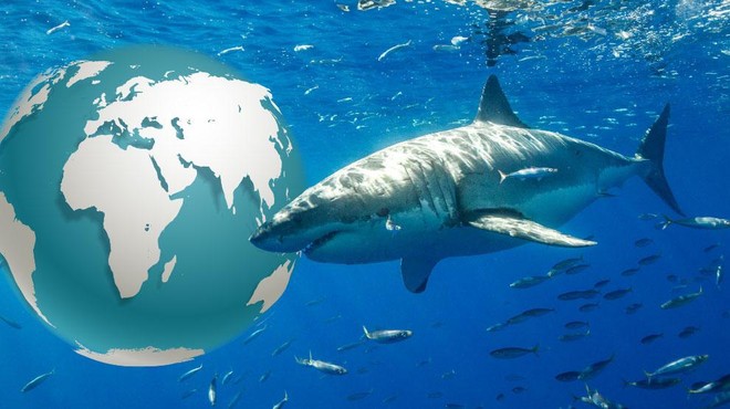 Previdno v vodo: lokacije, kjer so letos opazili nevarne morske pse (foto: Shutterstock/fotomontaža)
